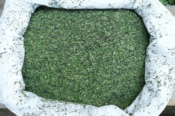 DRIED PARSLEY LEAVES Form Crushed Seasonality Available All Year Round Packaging Material Polypropylene Or Paper - Herbs Maker - Egypt