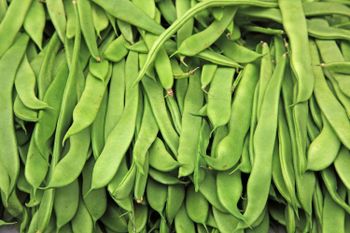 Premium Spanish & Moroccan Green Beans – Fine, Extra Fine & Helda | Fresh Export Quality from AgroATLAS EUROPA SL Premium Spanish & Moroccan Green Beans – Fine, Extra Fine & Helda | Fresh Export Quality - AgroATLAS EUROPA SL - Spain
