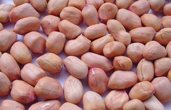 Peanuts - Glacier Group Company Limited - Tanzania
