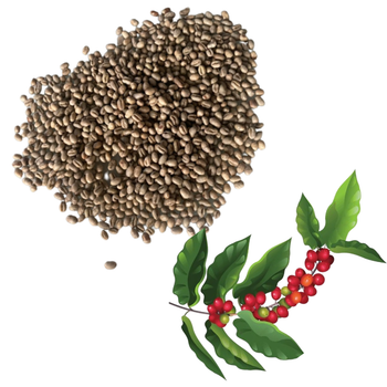 Green Coffee Beans Robusta Green Coffee Beans Screen 16 Red Honey Processing In Vietnam Manufactory Single Origin - VIET COFFEE COMPANY LIMITED - Vietnam