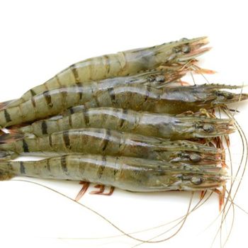 Best Quality Frozen Fresh Black Tiger Shrimp/ Penaneus Monodon with Competitive Price – product photo, Fresh Tiger Shrimp products found from trusted suppliers, wholesalers, manufacturers & exporters Listing