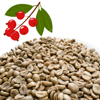 Green Coffee Beans Robusta Green Made In Vietnam Coffee Beans Screen 16 Red Honey Processing Single Origin - VIET COFFEE COMPANY LIMITED - Vietnam