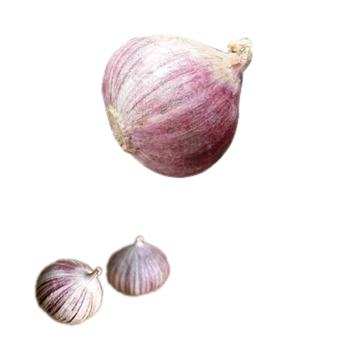 Hot Item Garlic Used As A Seasoning For Dishes 100% Dried Garlic Organic Packed In Box Vietnamese Manufacturer - RHINO TRAN CO., LTD - Vietnam