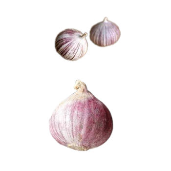 High Quality Garlic Used As A Seasoning For Dishes 100% Dried Garlic Organic Packed In Box Vietnam fresh white garlic - RHINO TRAN CO., LTD - Vietnam