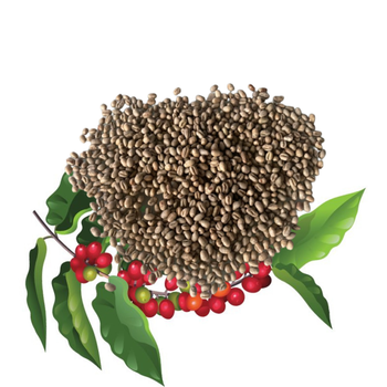 Green Arabica Coffee Beans Wash Process with 98% Maturity Hot Selling Cherries Made In Vietnam Low Price Organic – product photo, Organic Garbanzo Beans products found from trusted suppliers, wholesalers, manufacturers & exporters Listing