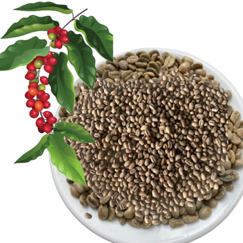 Green Coffee Beans Robusta Green Coffee Beans Screen 16 In Vietnam Manufactory Red Honey Processing Single Origin - VIET COFFEE COMPANY LIMITED - Vietnam