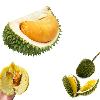 The Best Fresh Durian , Tropical Fruit, Vietnam Export products to China, Thailand, Malaysia, Turkey Fresh Durian Fruit - RHINO TRAN CO., LTD - Vietnam