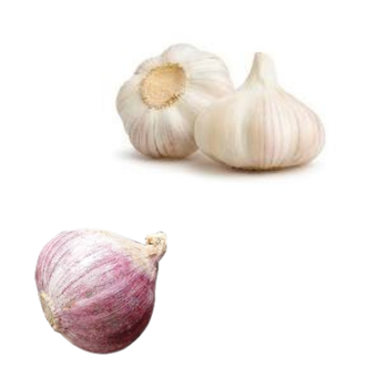 Fast Delivery Garlic Used As A Seasoning For Dishes 100% Dried Garlic Organic Packed In Box fresh white garlic - RHINO TRAN CO., LTD - Vietnam