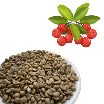 Green Coffee Beans Robusta Green Coffee Beans Screen 16 Red Honey Processing Vietnam Manufactory Single Origin - VIET COFFEE COMPANY LIMITED - Vietnam