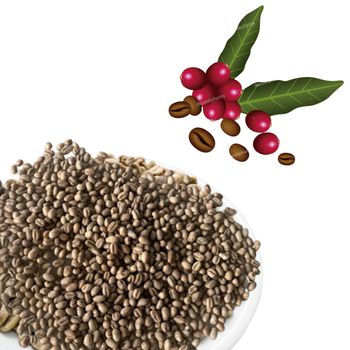 Green Coffee Beans Robusta Green In Vietnam Manufactory Coffee Beans Screen 16 Red Honey Processing Single Origin - VIET COFFEE COMPANY LIMITED - Vietnam