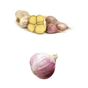 Hot Item Garlic Used As A Seasoning For Dishes 100% Dried Garlic Organic Packed In Box Vietnamese Manufacturer white garlic - RHINO TRAN CO., LTD - Vietnam