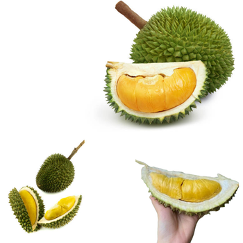 The Best Fresh Durian , Tropical Fruit, Vietnam Export products to China, Thailand, Malaysia, Turkey Durian Fruit - RHINO TRAN CO., LTD - Vietnam