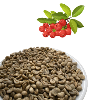Green Coffee Beans Robusta Green Coffee Beans Screen 16 Red Honey Processing Single Origin In Vietnam Manufactory - VIET COFFEE COMPANY LIMITED - Vietnam