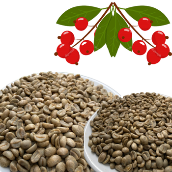 Green Coffee Beans Robusta Green Vietnam Manufactory Coffee Beans Screen 16 Red Honey Processing Single Origin - VIET COFFEE COMPANY LIMITED - Vietnam