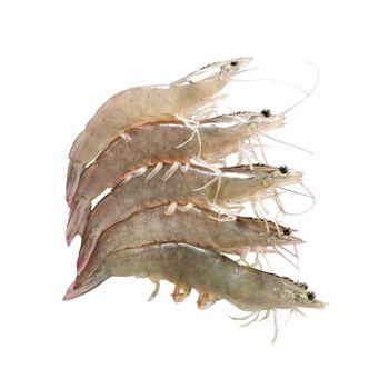 Best Quality Frozen Raw Vannamei Hoso/ Frozen Vannamei White Shrimp Raw with Competitive price - TANIS IMPORT & EXPORT COMPANY LIMITED - Vietnam