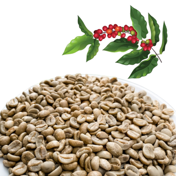 Green Coffee Beans Robusta Green Coffee Beans Screen 16 Vietnam Manufactory Red Honey Processing Single Origin - VIET COFFEE COMPANY LIMITED - Vietnam