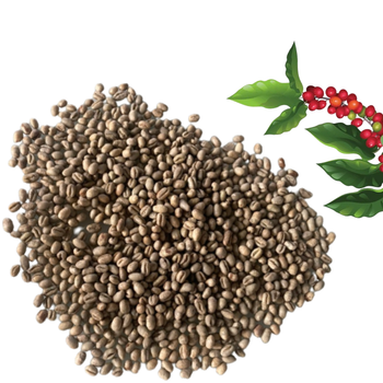 Green Coffee Beans Robusta Green Coffee Beans Vietnam Manufactory Screen 16 Red Honey Processing Single Origin - VIET COFFEE COMPANY LIMITED - Vietnam