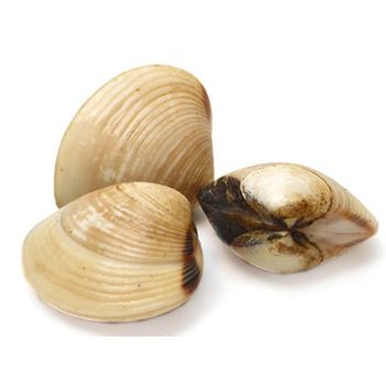 Vietnamese Clams with Shell High Quality For EU Market Style FROZEN Weight (kg) 10 Packaging Bulk Type Frozen Food Shelf Life - TANIS IMPORT & EXPORT COMPANY LIMITED - Vietnam