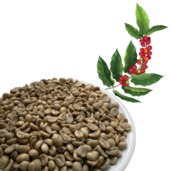 Green Coffee Beans Robusta Green Coffee Beans Screen 16 Red Honey Processing Single Origin Made In Vietnam - VIET COFFEE COMPANY LIMITED - Vietnam