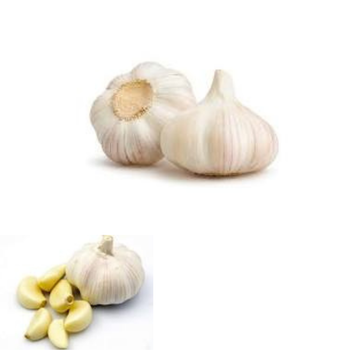 Hot Item Garlic Used As A Seasoning For Dishes 100% Dried Garlic Organic Packed In Box Vietnamese vegetable - RHINO TRAN CO., LTD - Vietnam