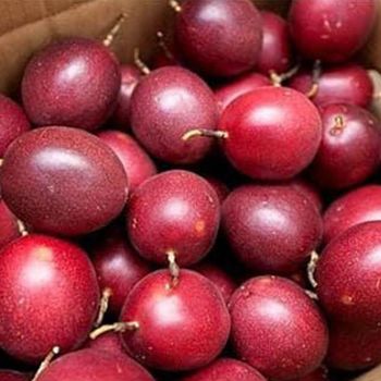 Frozen Golden Passion Fruit from Vietnam Passion Export wholesale High Quality (Certification: GAP, HACCP...) - 100% Organic - NGAN HOA PHAT TRADING SERVICE COMPANY LIMITED - Vietnam