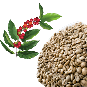 Green Coffee Beans Robusta Green Coffee Beans Made In Vietnam Screen 16 Red Honey Processing Single Origin - VIET COFFEE COMPANY LIMITED - Vietnam