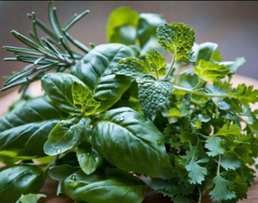 Fresh Kenyan Culinary Herbs – Export Quality