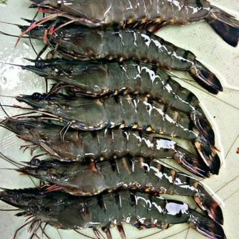 Factory Manufacture IQF Frozen Raw Black Tiger Prawn High quality prawn from Vietnam HACCP Wholesale - TANIS IMPORT & EXPORT COMPANY LIMITED - Vietnam