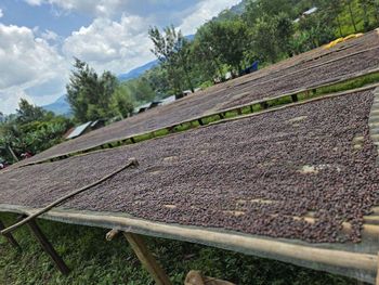 Premium Ethiopian Harrar Grade 1 & Grade 2 Arabica Green Coffee Beans - ​Abdulwedud Abdulfetah Coffee Export - Ethiopia