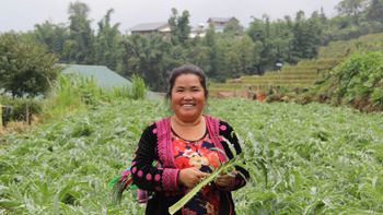 Sustainable Artichoke & Cinnamon Cultivation and Development - Center For Rural Economy Development - Vietnam
