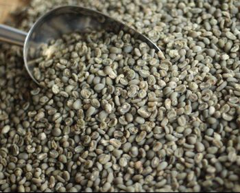Gayo Aceh Arabica Green Coffee Beans Origin Gayo Highlands, Aceh, Indonesia - PT Cipta Tunggal Agronusa - Indonesia