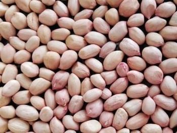 Java Peanuts - Real Extreme Export Pvt Ltd - India