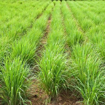 Lemongrass Key Active Compound Citral Oil Concentration Up To 80% Color Turquoise, Yellow To Orange Flavor Profile Lemony With Citrus - Egy Herbs Land - Egypt
