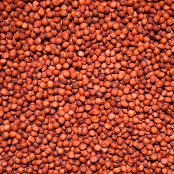 Sorghum Yellow White Red from KARMENDACO LIMITED Sorghum Yellow White Red - KARMENDACO LIMITED - Kenya
