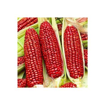 New Crop Sweet Natural Organic Red Maize Corn from DCR Harvest LLC New Crop Sweet Natural Organic Red Maize Corn - DCR Harvest LLC - United States