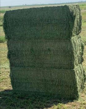 Lucerne (Alfalfa Hay) from MD INTERNATIONAL TRADERS Lucerne (Alfalfa Hay) - MD INTERNATIONAL TRADERS - Pakistan