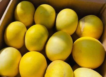 Premium A-Grade Melons – Fresh & Ready for Export Grade A - Al Fazal trade - Pakistan