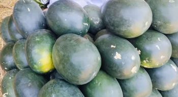 Premium Fresh Watermelon – A-Grade Grade Grade - Al Fazal trade - Pakistan