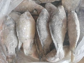 Frozen Tilapia Whole Round Packaging - GAOZHOU NATURAL AQUATIC PRODUCTS CO., LTD. - China