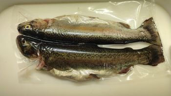 Trout Weight 2 To 2.5 Kg Form Fresh And Frozen Flavor Rich In Flavor Standard European Standards Sustainability Sustainably Sourced - Eco Wave Fishery Ltd - Bulgaria