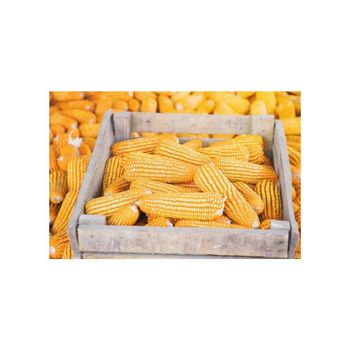 Yellow Corn For Human Consumption Yellow Corn Maize For Animal Feed White Corn Maize Best Supplier - DCR Harvest LLC  - United States