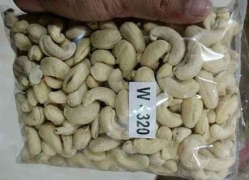  Natural Cashew Nuts Grade W240 W320 W210