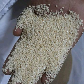 Sesame Seeds Place of Origin KENYA Net Weight Per Bag 50kgs Packing Material New Pp Bag Minimum Order Quantity 5000 Mt Available Bag Sizes 50kgs/bag, 1000kgs/bag - KARMENDACO LIMITED - Kenya
