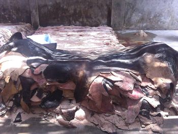 Wet & Salted  Donkey  and  Cow hides - KARMENDACO LIMITED - Kenya