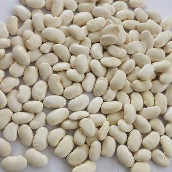 WHITE KIDNEY BEANS Grade A Form Dried Color Pure White Shape Kidney Shape Subtype White Beans Place of Origin KENYA Admixture Level 0.2%max - KARMENDACO LIMITED - Kenya