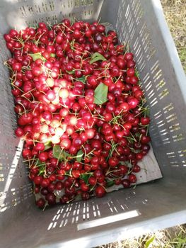 Premium A-Grade Cherries for Export Grade A Color Deep Flavor Rich Texture Plump Juiciness Juicy Quality Standard A-grade - Al Fazal trade - Pakistan