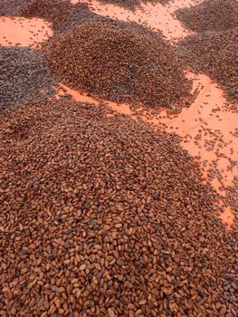 Cocoa Beans – product photo, Fermented Cocoa Beans products found from trusted suppliers, wholesalers, manufacturers & exporters Listing