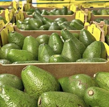Fresh Organic Avocados – product photo, Organic Fresh Eggs products found from trusted suppliers, wholesalers, manufacturers & exporters Listing