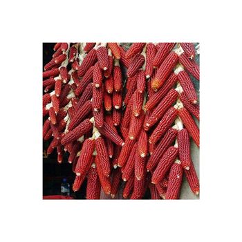 white and Red Corn For Animal Feed Wholesale yellow corn animal feed - DCR Harvest LLC  - United States