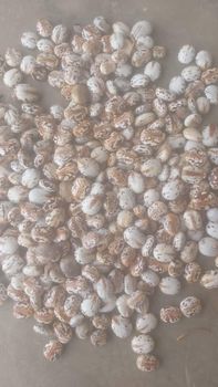 Castor seed Weight (kg) - Bountymart - Nigeria